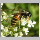 Vespula rufa - Rote Wespe 04.jpg